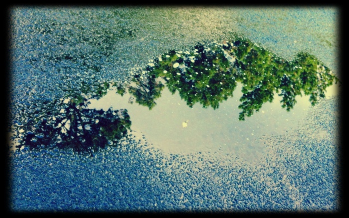 Macrocarpa trees reflected in a puddle. Greenhithe Road, Auckland, NZ. Photo: Su Leslie, 2014. Shot on iPhone4, edited with Pixlr Express.