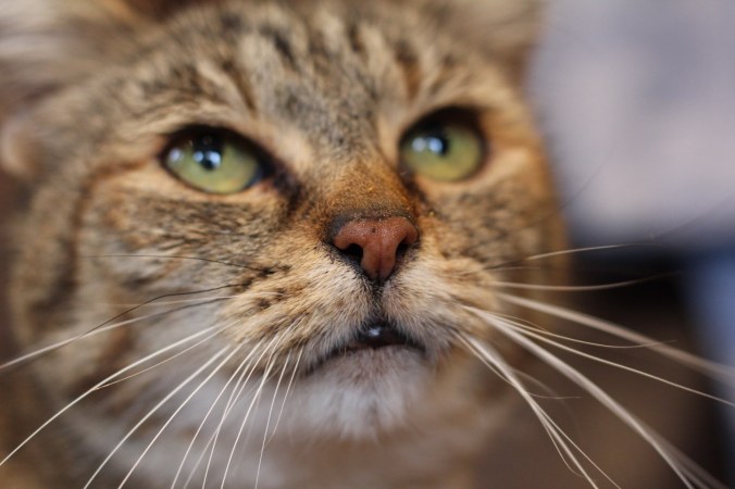 Extreme close-up shot of cat's face. Image: Su Leslie, 2015