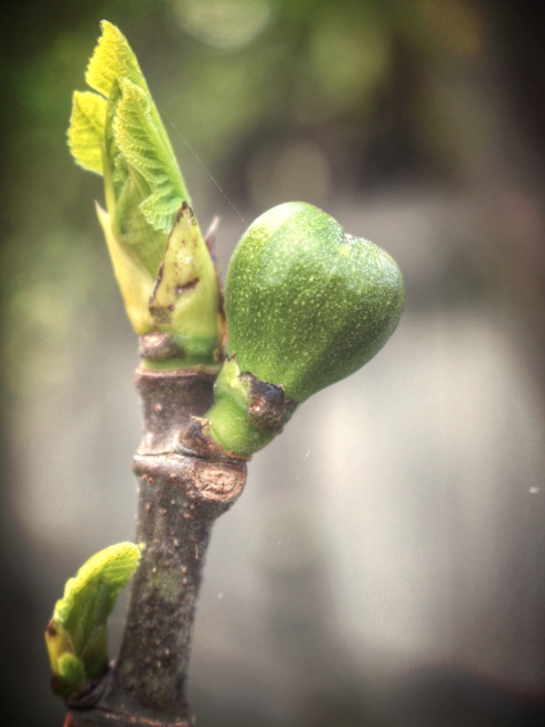 From little things, big things grow. The figs are beginning to appear on my tree. Photo: Su Leslie, 2015