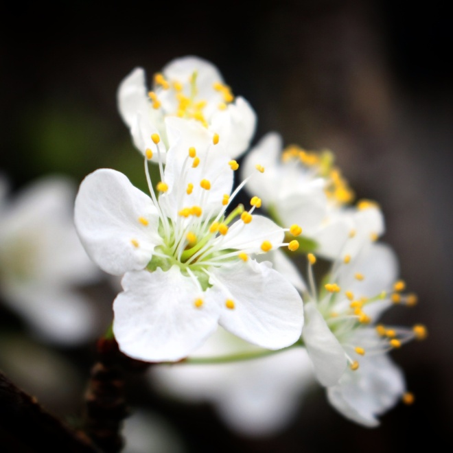 Plum blossom. Photo: Su Leslie, 2015