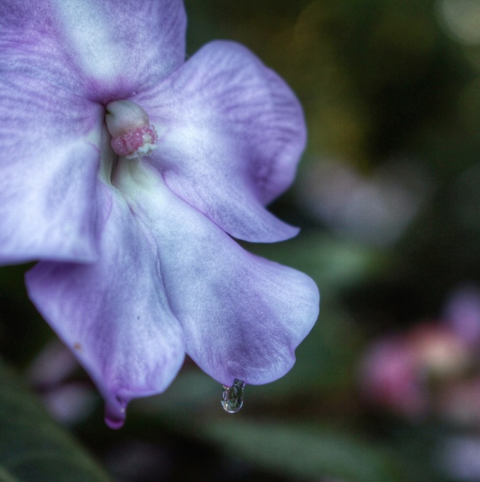 Macro shot, purple impatiens flower with water droplet. Su Leslie, 2016