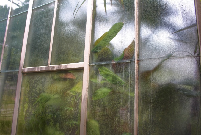 Tropical foliage pressed against windows, Tropical glasshouse, Auckland Wintergardens, Domain, Auckland, New Zealand. Image: Su Leslie, 2016