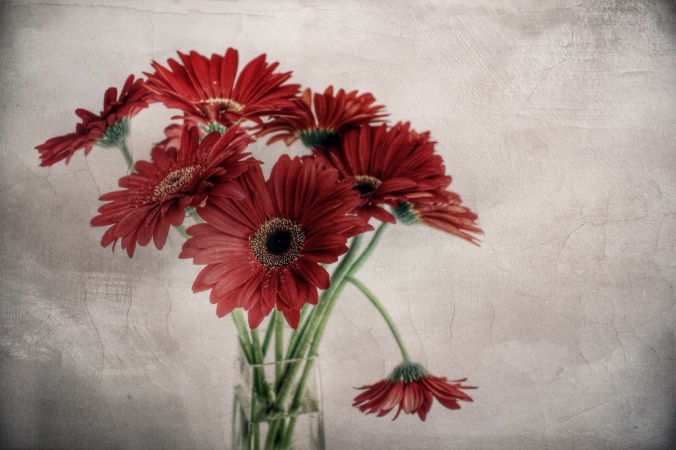 Vase of red gerberas; edited with Stackables and Snapseed to achieve distressed paint effect. Image: Su Leslie, 2016
