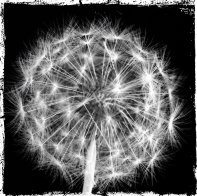 Dandelion clock. Black & white shot. Image: Su Leslie, 2016. Edited with Stackables and Pixlr.