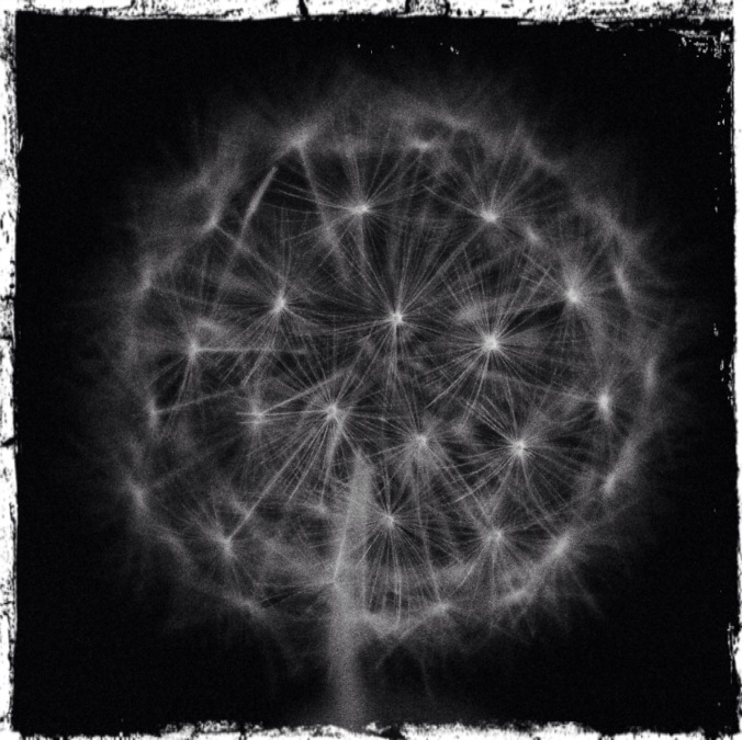 Dandelion clock. Black and white shot; low contrast. Image: Su Leslie, 2016. Edited with Snapseed, Stackables and Pixlr.