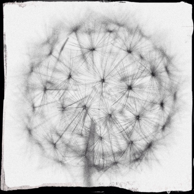 Reversed-out black and white shot of dandelion clock. Image: Su Leslie, 2016. Edited with Snapseed, Stackables and Pixlr.