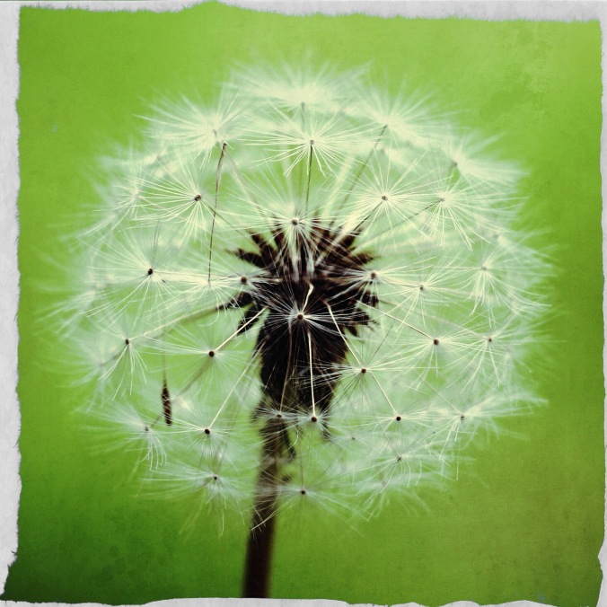 Dandelion clock. Close-up shot on green background. Image: Su Leslie, 2016. Edited with Stackables and Pixlr.