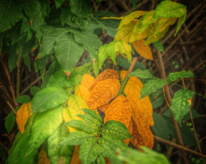 Close-up shot of green and gold leaves. Image: Su Leslie, 2016