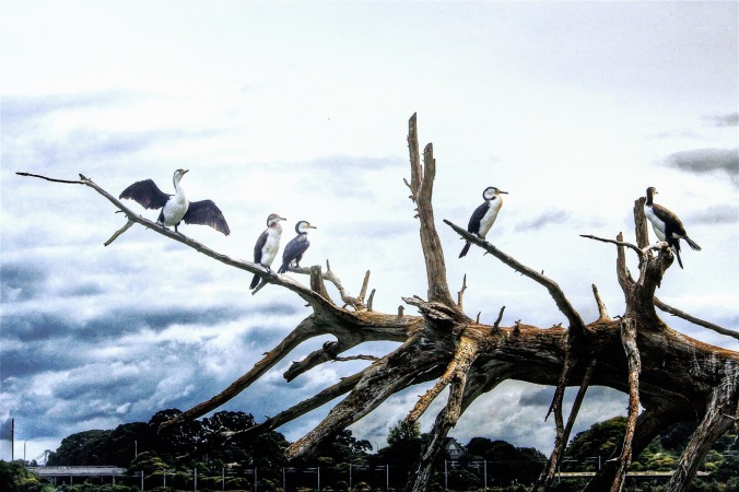 Group of pied shags on fallen tree branch, Orakei Basin, Auckland. Image: Su Leslie, 2016