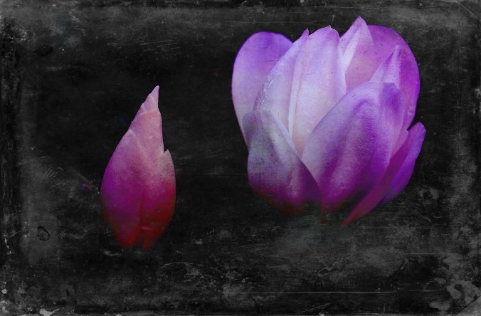 Purple-tinged magnolia flower and bud on black, distressed background. Image: Su Leslie, 2016. Edited with Snapseed and Stackables.