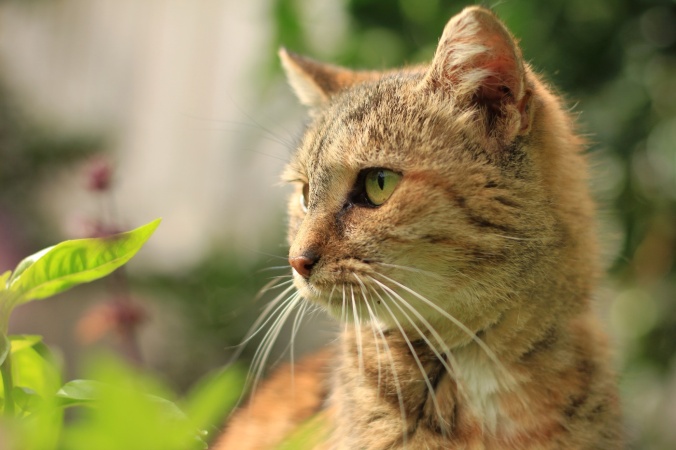 Cat in the garden. Close up shot. Image: Su Leslie, 2016