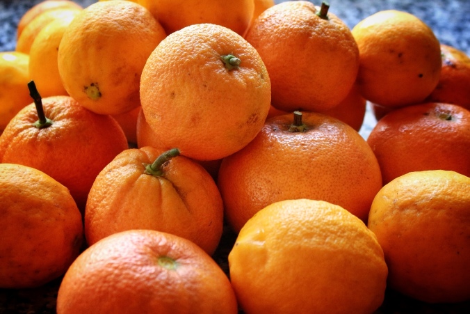 Close u shot of homegrown oranges, lemons and grapefruit. Image: Su Leslie, 2016