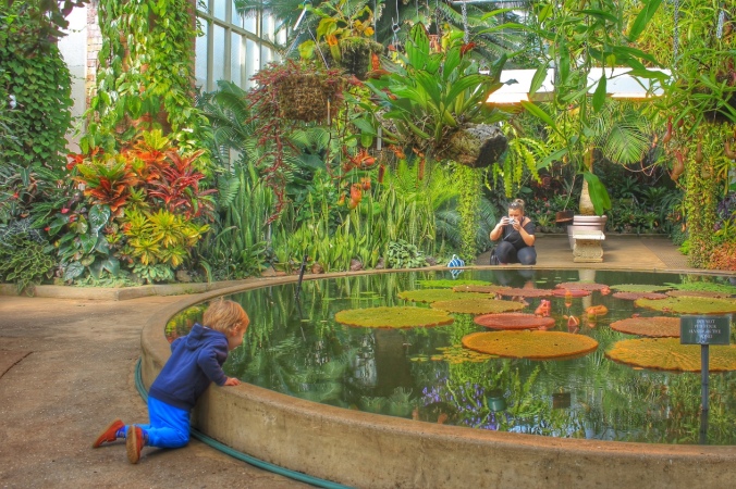 Little boy looking into the pond in the Tropical House, Auckland Wintergarden, Auckland, New Zealand. Image: Su Leslie, 2016