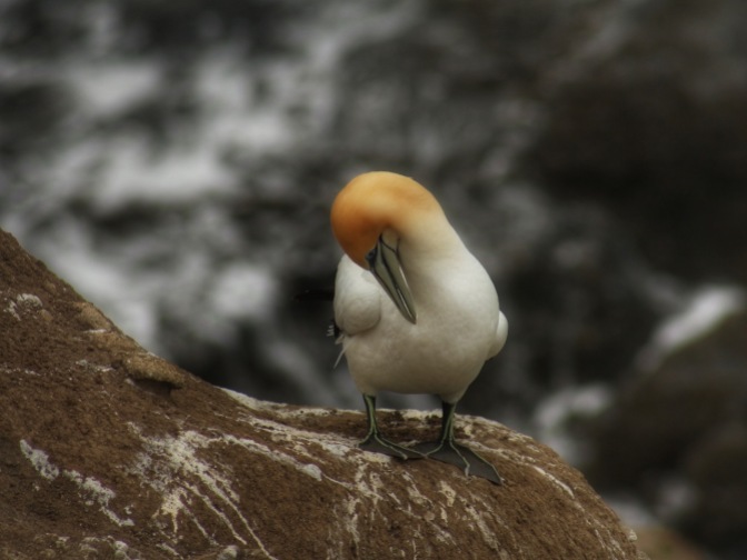 Perched on a rock above the Tasman Sea, one of the colony of gannets currently nesting at Muriwai, New Zealand. Close up shot of single gannet grooming itself.Image: Su Leslie, 2016