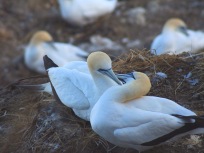 Nesting gannets, Muriwai gannet colony, NZ. Image: Su Leslie, 2016