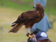 Hisan, juvenile Karearea, at Wingpsan Birds of Prey Centre, Rotorua. Image: Su Leslie