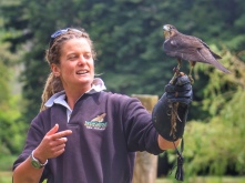 NZ falcon at Wingspan Birds of Prey Centre, held by staff member during display. Image: Su Leslie, 2016