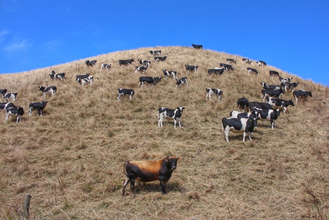 Cows and a bull grazing on a hillside against brilliant blue sky. Seen on the Awhitu Peninsula, NZ. Image: Su Leslie, 2017