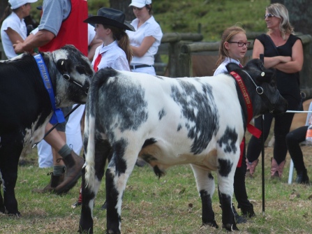 Judging, junior calf rearing. Helensville A&P Show, NZ. Image: Su Leslie, 2017