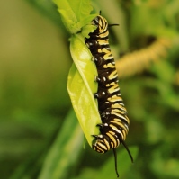 Monarch caterpillar. Image: Su Leslie, 2016