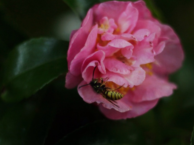 Close up shot of bee feeding on pink camellia flower. Image: Su Leslie, 2017
