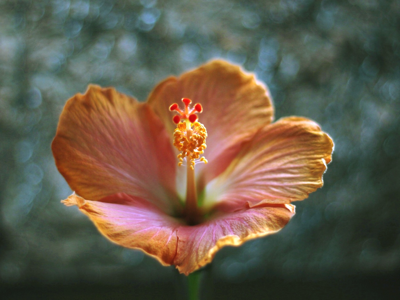 Close up shot of single pink-orange hibiscus flower, bokeh background. Image: Su Leslie, 2017