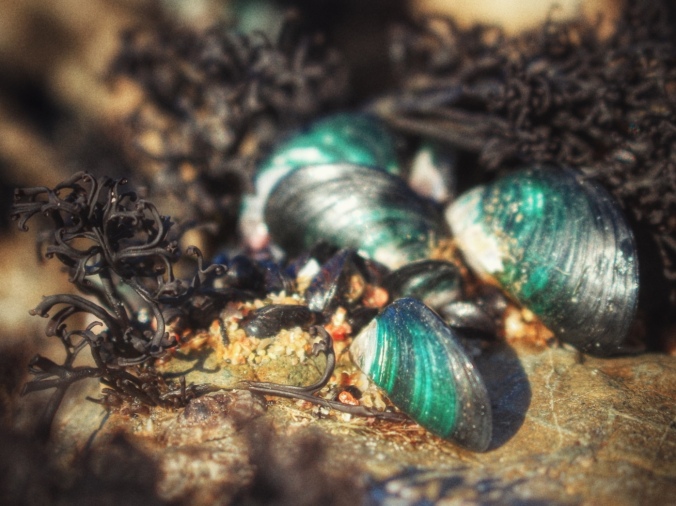 Close up shot of Green-lipped mussels growing amongst the kelp and shells on rocks at Langs Beach, Northland, NZ. Image: Su Leslie, 2017