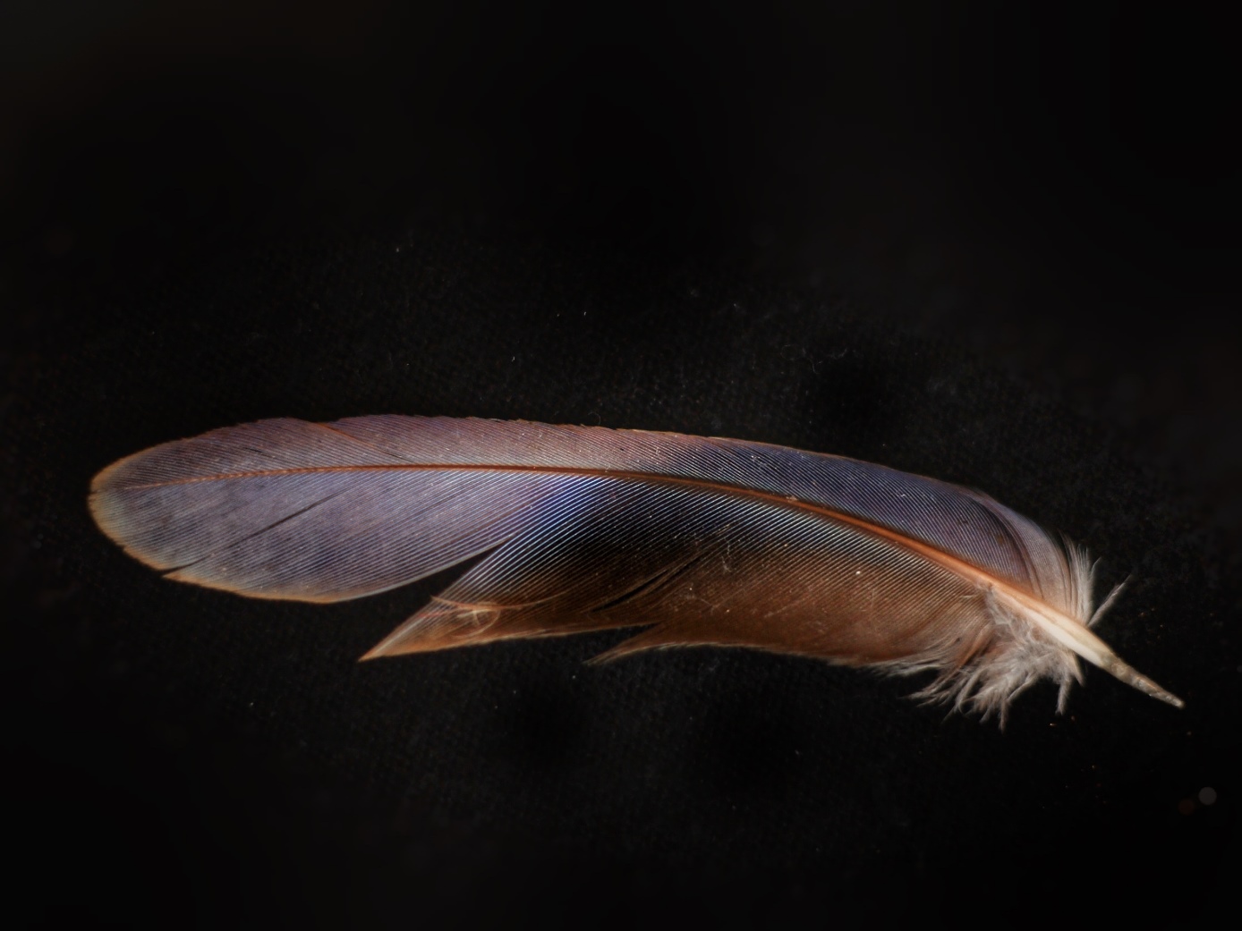 Close up shot of feather in shades of brown and blue. On black background. Image: Su Leslie, 2017