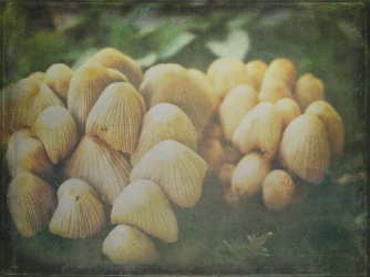 Coprinellus disseminatus (Fairies Bonnets); Edited with Snapseed and Stackables. Image: Su Leslie, 2017