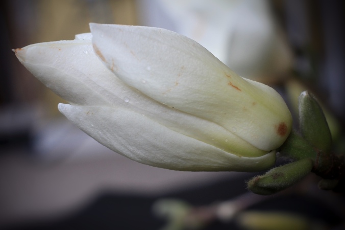Close up shot of half-open white magnolia flower against out of focus background. Image: Su Leslie, 2017