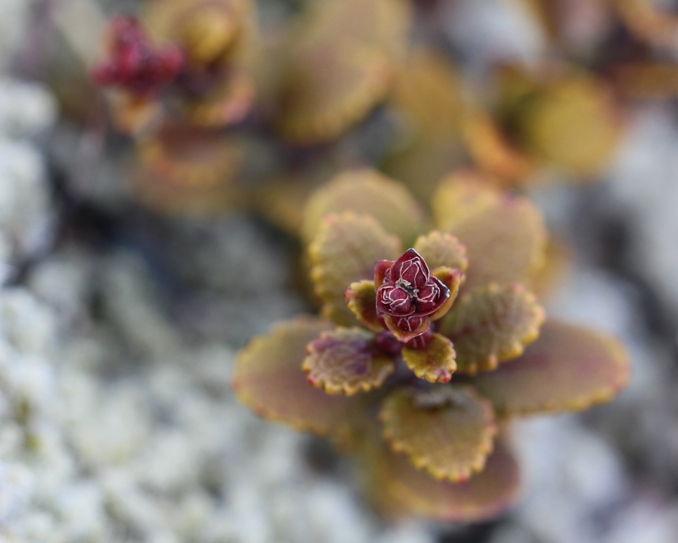 Close up shot of small green/red plant growing around the snowline at Mt Ruapehu, New Zealand. Image: Su Leslie, 2017