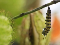 Monarch caterpillar; begining the chrysalis process. Image: Su Leslie, 2017