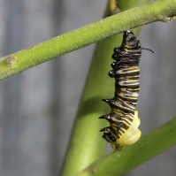 Monarch caterpillar, shedding its skin. Image: Su Leslie, 2017