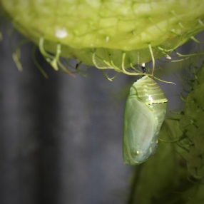 Monarch chrysalis. Image; Su Leslie, 2017