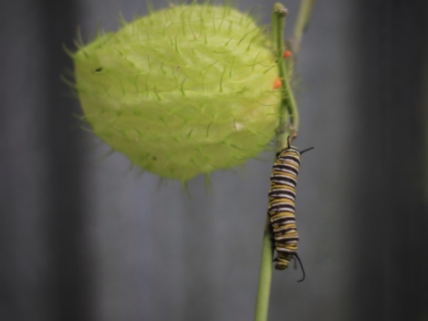 Monarch caterpillar. Image: Su Leslie, 2017