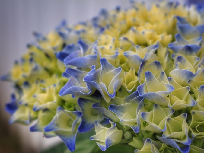close up shot of variagated (blue-yellow) hydrangea flowers. Image: Su Leslie, 2017