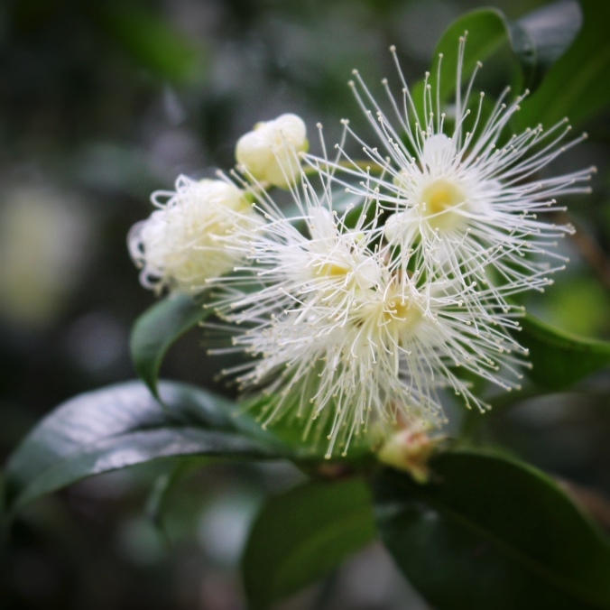 close up shot of Syzygium jambos flowers. Image: Su Leslie, 2017
