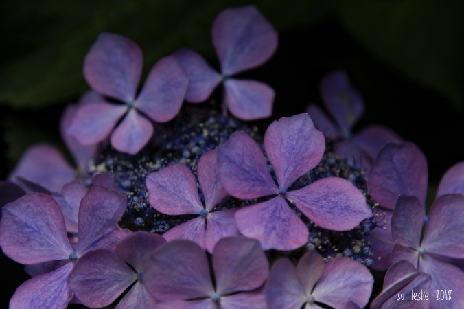 close up shot of purple hydrangea on black background. Su Leslie, 2018