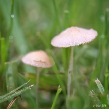 Mushrooms in the lawn. Image: Su Leslie, 2018