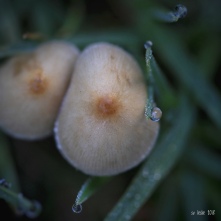 Mushrooms in the lawn. Image: Su Leslie, 2018