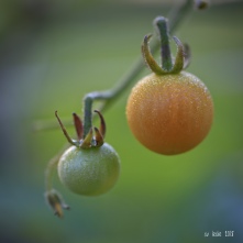 Ripening tomatoes. Image: Su Leslie, 2018