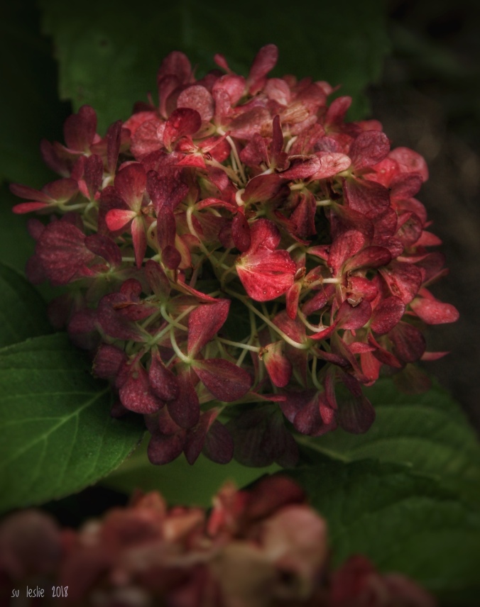 Close up shot of crimson hydrangea flower. Su Leslie, 2018