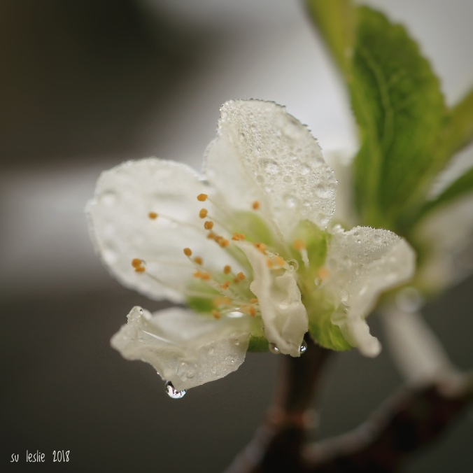 Close up shot of white plum blossom flower covered in raindrops. Image: Su Leslie, 2018