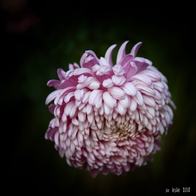 Pink chrysanthemum flower-head on black background. Image:Su Leslie 2018