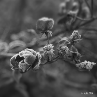 Black and white shot of frost on rose petals and buds. Su Leslie, 2018
