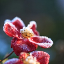 Beginning to thaw. Morning sunshine on the roses. Seen in Huterville, North Island, NZ. Su Leslie