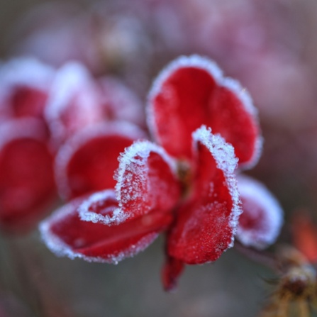Frosted rose; testiment to freezing overnight temperatures in the central North Island, NZ. Su Leslie 2018
