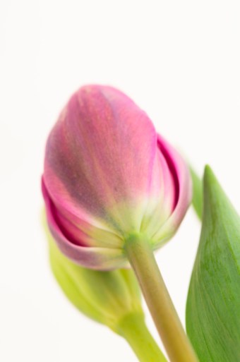 tulips_aug201816