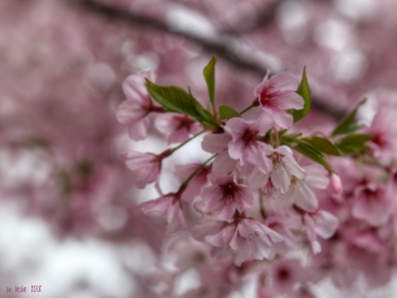Cherry blossom, Havelock North town centre, Hawkes Bay, NZ. Image: Su Leslie