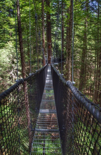 Redwoods Tree Walk, Rotorua. Image; Su Leslie 2019